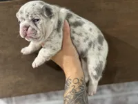 Female, a female French Bulldog for sale in Orangeburg, SC – Photo 4 of 8