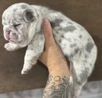 Female, a female French Bulldog for sale in Orangeburg, SC – Photo 7 of 8