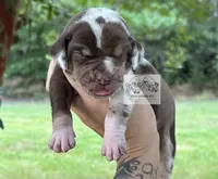 Pink Collar Female, a female Catahoula Leopard Dog for sale in Orangeburg, SC – 2 of 8