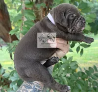 Lavender Collar Female, a female Catahoula Leopard Dog for sale in Orangeburg, SC – 4 of 9