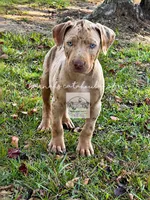 Red Collar Male , a male Catahoula Leopard Dog for sale in Orangeburg, SC – 4 of 6