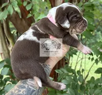 Pink Collar Female, a female Catahoula Leopard Dog for sale in Orangeburg, SC – 5 of 8