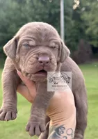 Blue Collar Male , a male Catahoula Leopard Dog for sale in Orangeburg, SC – 2 of 10