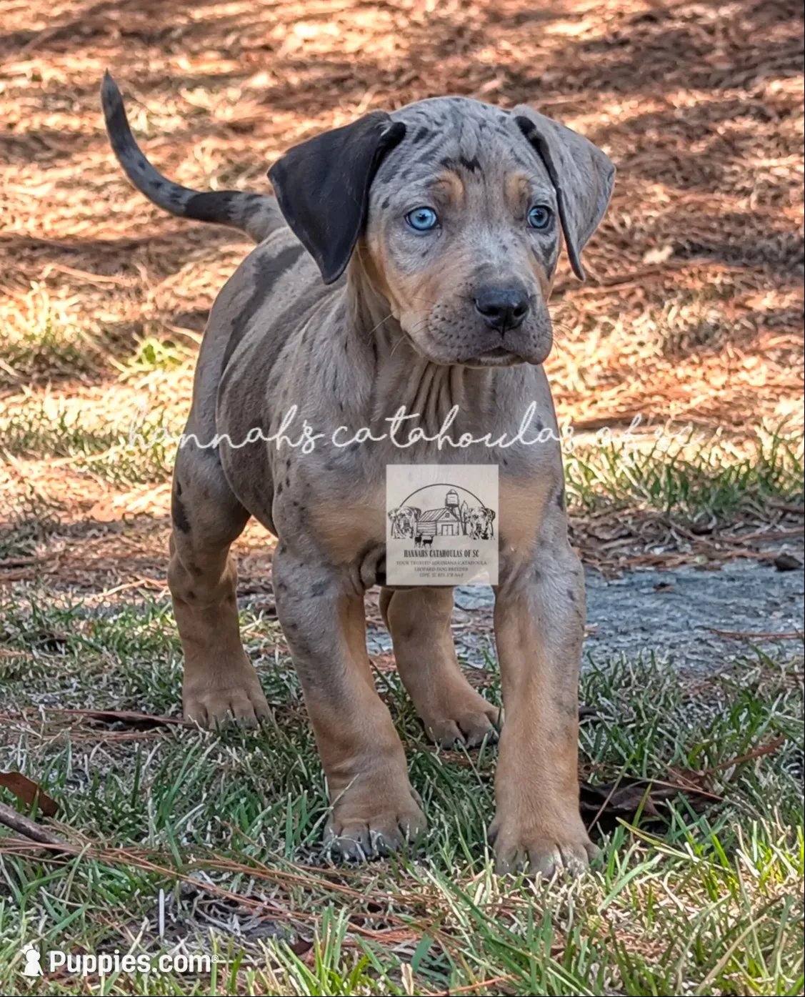 Blue Collar Male, a male Catahoula Leopard Dog for sale in Orangeburg, SC – 2 of 4