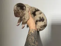 Red Collar Male, a male Catahoula Leopard Dog for sale in Orangeburg, SC – Photo 3 of 4