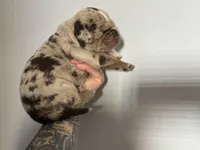 Red Collar Male, a male Catahoula Leopard Dog for sale in Orangeburg, SC – Photo 4 of 4