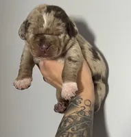 Red Collar Male, a male Catahoula Leopard Dog for sale in Orangeburg, SC – Photo 1 of 4