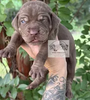 Blue Collar Male , a male Catahoula Leopard Dog for sale in Orangeburg, SC – 1 of 10