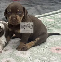 Pink Collar Girl, a female Catahoula Leopard Dog for sale in Orangeburg, SC – 6 of 9