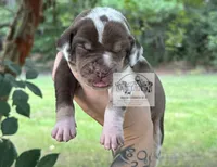 Pink Collar Female, a female Catahoula Leopard Dog for sale in Orangeburg, SC – 7 of 8