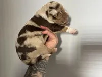 Yellow Collar Femle, a female Catahoula Leopard Dog for sale in Orangeburg, SC – Photo 1 of 4