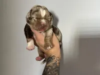 Yellow Collar Femle, a female Catahoula Leopard Dog for sale in Orangeburg, SC – Photo 2 of 4