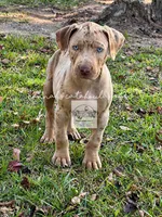 Red Collar Male , a male Catahoula Leopard Dog for sale in Orangeburg, SC – 2 of 6