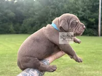 Blue Collar Male , a male Catahoula Leopard Dog for sale in Orangeburg, SC – 5 of 10