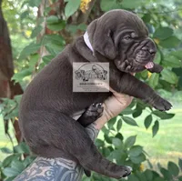 Lavender Collar Female, a female Catahoula Leopard Dog for sale in Orangeburg, SC – 7 of 9