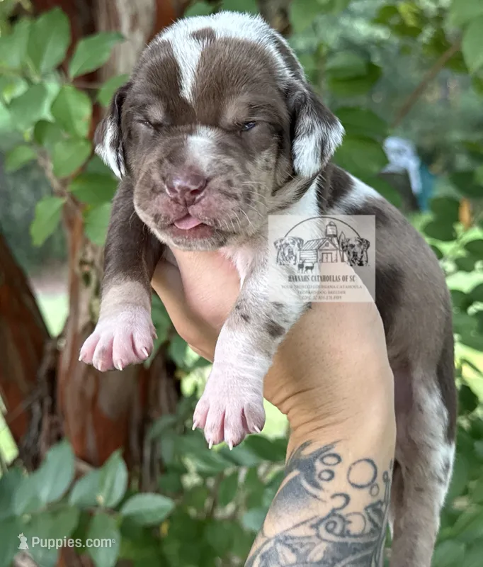 Pink Collar Female – Catahoula Leopard Dog puppy for sale in Orangeburg, SC