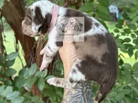 Pink Collar Female, a female Catahoula Leopard Dog for sale in Orangeburg, SC – 6 of 8