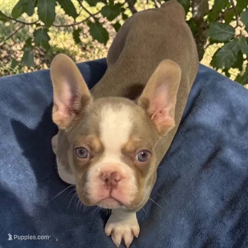 male and female pup  – French Bulldog puppy for sale in Berkley, MA