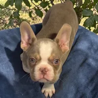 male and female pup , a male French Bulldog for sale in Berkley, MA – 1 of 1