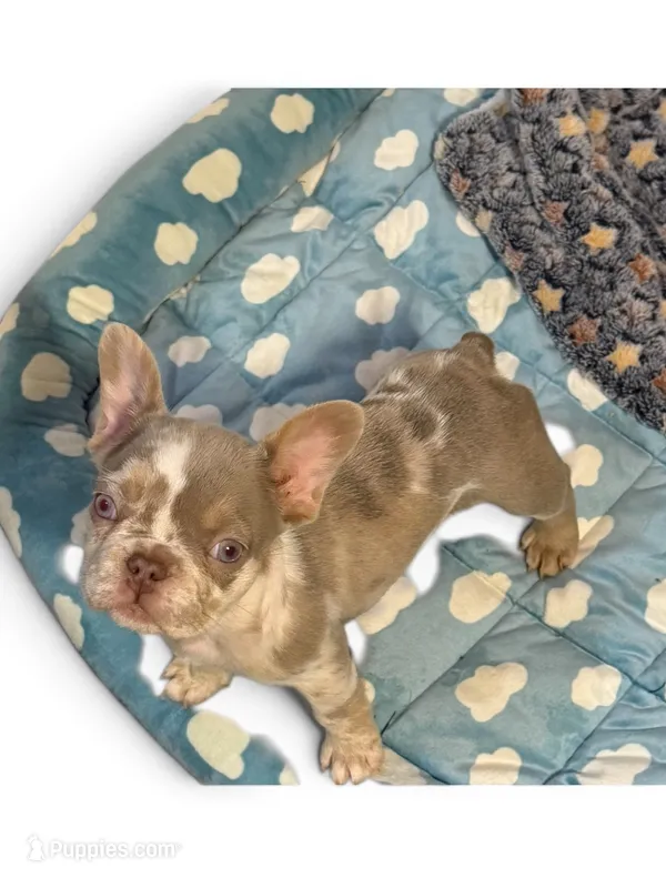 female isabella  – French Bulldog puppy for sale in Berkley, MA