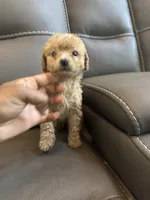 Creamy, a female Poodle - Miniature  for sale in Galloway Township, NJ – 5 of 7