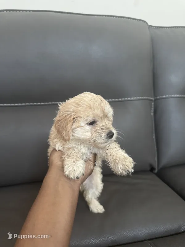 Shy  – Poodle - Miniature  puppy for sale in Galloway Township, NJ