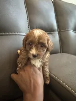 Brownie, a female Poodle - Miniature  for sale in Galloway Township, NJ – 4 of 7