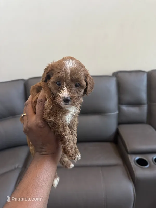 Brownie – Poodle - Miniature  puppy for sale in Galloway Township, NJ