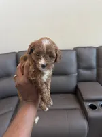 Brownie, a female Poodle - Miniature  for sale in Galloway Township, NJ – 3 of 7