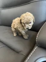 Creamy, a female Poodle - Miniature  for sale in Galloway Township, NJ – 4 of 7