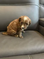 Brownie, a female Poodle - Miniature  for sale in Galloway Township, NJ – 7 of 7
