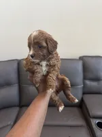 Brownie, a female Poodle - Miniature  for sale in Galloway Township, NJ – 6 of 7