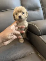Creamy, a female Poodle - Miniature  for sale in Galloway Township, NJ – 3 of 7
