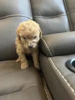 Creamy, a female Poodle - Miniature  for sale in Galloway Township, NJ – 7 of 7