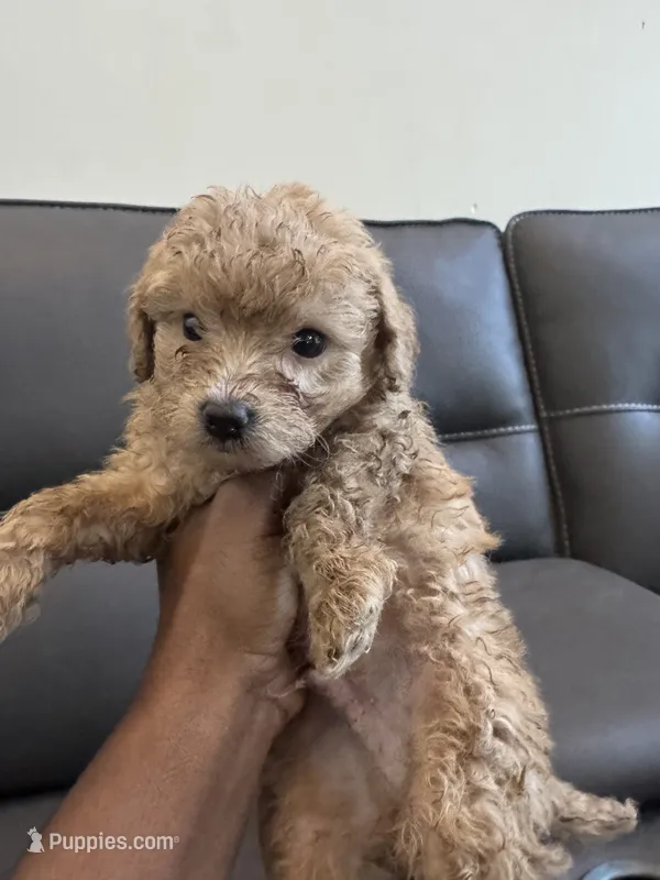 Creamy – Poodle - Miniature  puppy for sale in Galloway Township, NJ