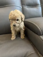 Creamy, a female Poodle - Miniature  for sale in Galloway Township, NJ – 6 of 7