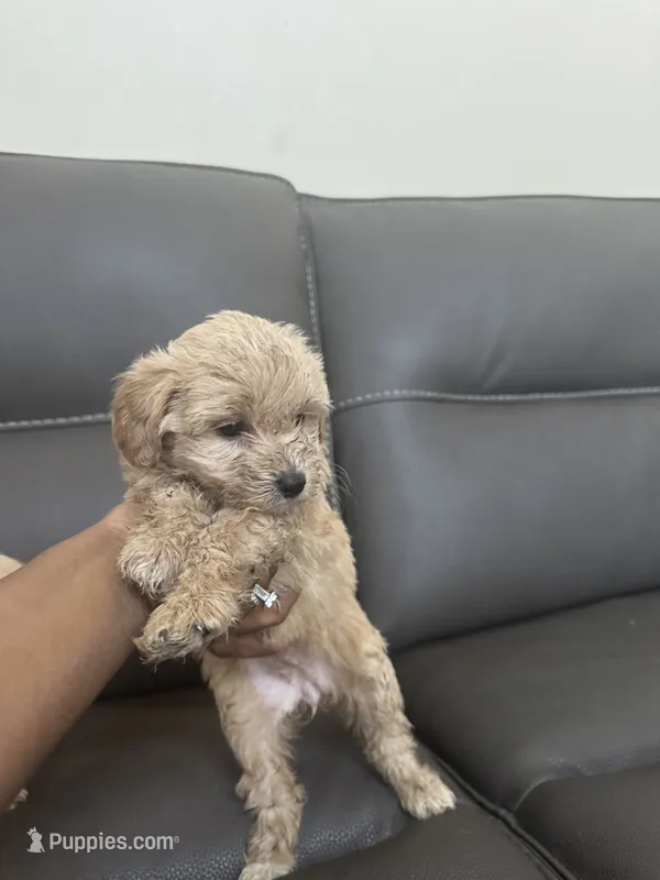 Little little – Poodle - Miniature  puppy for sale in Galloway Township, NJ