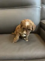 Brownie, a female Poodle - Miniature  for sale in Galloway Township, NJ – 5 of 7