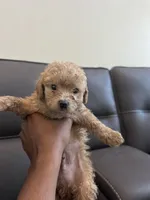 Creamy, a female Poodle - Miniature  for sale in Galloway Township, NJ – 2 of 7