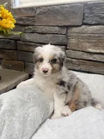 Sky, a female Australian Shepherd for sale in Simi Valley, CA – Photo 1 of 3
