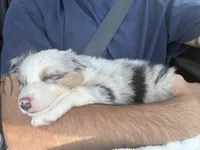Sky, a female Australian Shepherd for sale in Simi Valley, CA – Photo 3 of 3