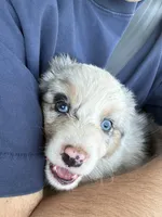Sky, a female Australian Shepherd for sale in Simi Valley, CA – Photo 2 of 3
