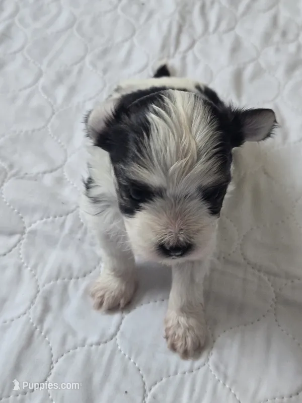 Frisky – Morkie puppy for sale in Converse, TX