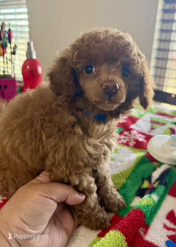 Red boy – Poodle - Toy  puppy for sale in Clinton, OK