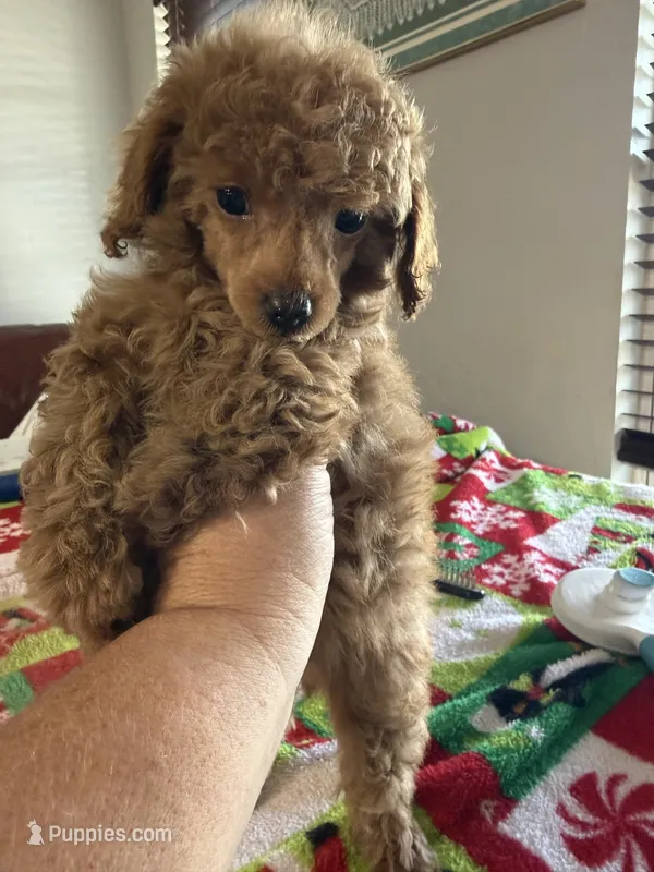 Red girl – Poodle - Toy  puppy for sale in Clinton, OK