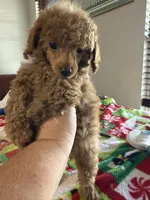 Red girl, a female Poodle - Toy  for sale in Clinton, OK – 1 of 2