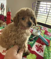 Red girl, a female Poodle - Toy  for sale in Clinton, OK – 2 of 2