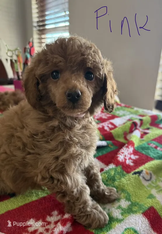 Pink collar – Poodle - Toy  puppy for sale in Clinton, OK