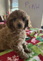 Pink collar, a female Poodle - Toy  for sale in Clinton, OK – 1 of 2