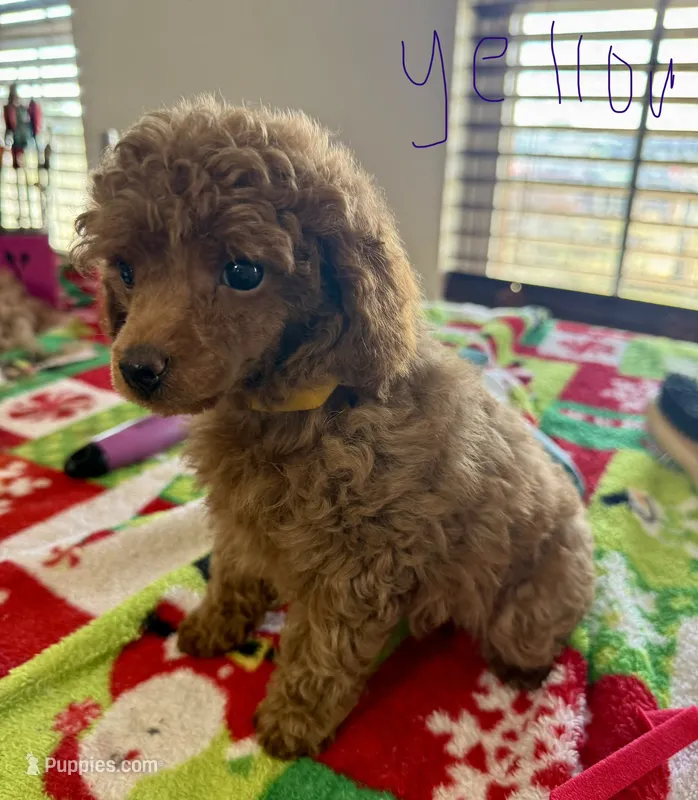 Yellow girl – Poodle - Toy  puppy for sale in Clinton, OK